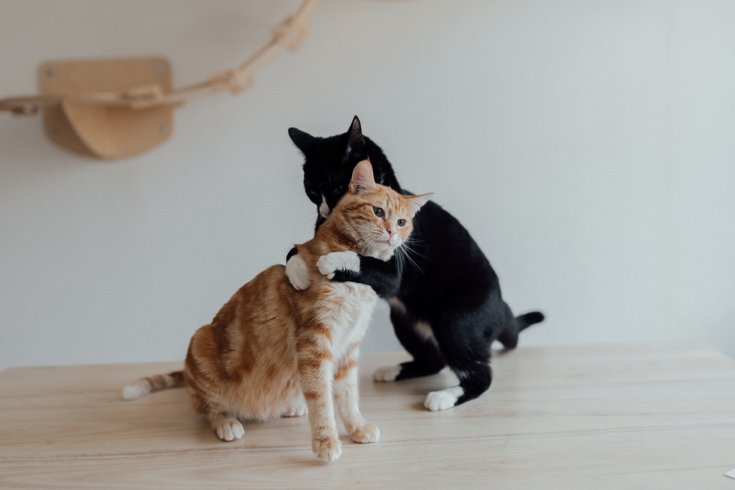 A Tuxedo Cat Hugging an Orange Tabby Cat 